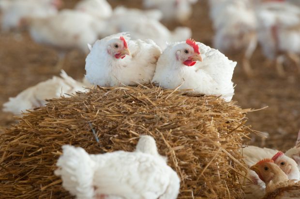 Mit dem Konzept Privathof-Geflügel deckt Wiesenhof das Segment der tierschutzgerechteren Aufzucht ab. Mit dem Konzept Privathof-Geflügel deckt Wiesenhof das Segment der tierschutzgerechteren Aufzucht ab.