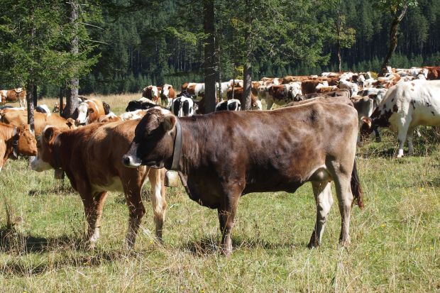 Rinder auf dem Großen Ahornboden im Tiroler Gemeindegebiet Vomp. Rinder auf dem Großen Ahornboden im Tiroler Gemeindegebiet Vomp.