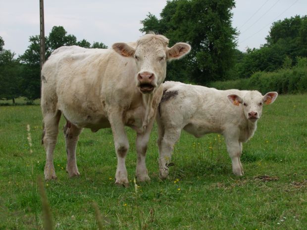 Das Charolais-Rind ist vor allem in Frankreich verbreitet und beliebt. Das Charolais-Rind ist vor allem in Frankreich verbreitet und beliebt.