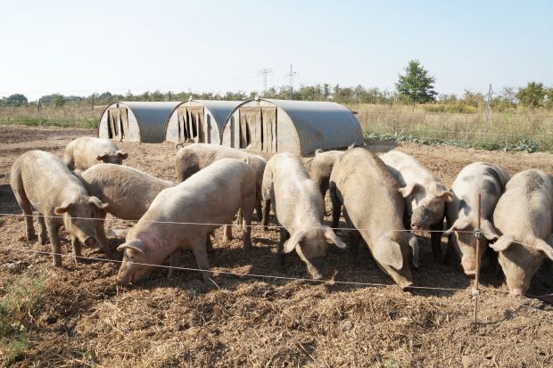 Schweine in Freilandhaltung. Schweine in Freilandhaltung.