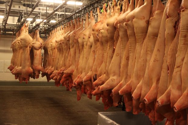 Schweinehälften im Gelsenkirchener Schlachthof. Schweinehälften im Gelsenkirchener Schlachthof.