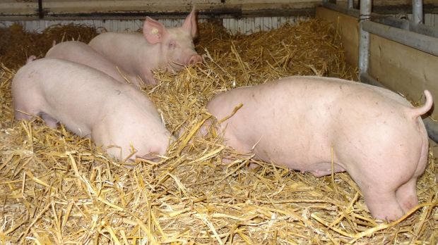 Schweinehaltung auf Stroh. Schweinehaltung auf Stroh.