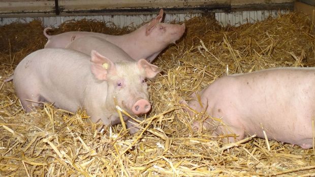 Nicht alle Schweine haben so viel Glück - wie hier auf Hofgut Rehbachtal - auf Stroh zu stehen. Nicht alle Schweine haben so viel Glück - wie hier auf Hofgut Rehbachtal - auf Stroh zu stehen.