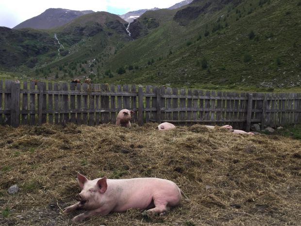 Nicht alle Schweine haben so viel Glück, wie hier auf der Upi Alm auf 2.225 Metern Höhe über Schluderns an der frischen Gebirgsluft aufzuwachsen. Nicht alle Schweine haben so viel Glück, wie hier auf der Upi Alm auf 2.225 Metern Höhe über Schluderns an der frischen Gebirgsluft aufzuwachsen.