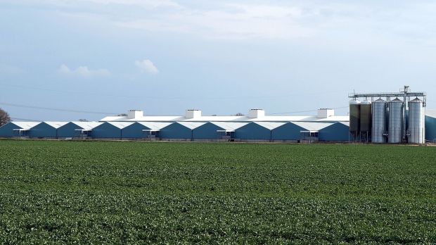 Beispielhafte Schweinemastanlage für 20.000 Mastschweine und 5.000 Ferkel. Beispielhafte Schweinemastanlage für 20.000 Mastschweine und 5.000 Ferkel.