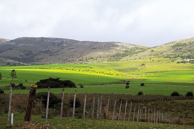Mit Tierwohl und Nachhaltigkeit in natürlicher Umgebung will das Gastgeberland Uruguay bewusst ein Zeichen setzen. Mit Tierwohl und Nachhaltigkeit in natürlicher Umgebung will das Gastgeberland Uruguay bewusst ein Zeichen setzen.
