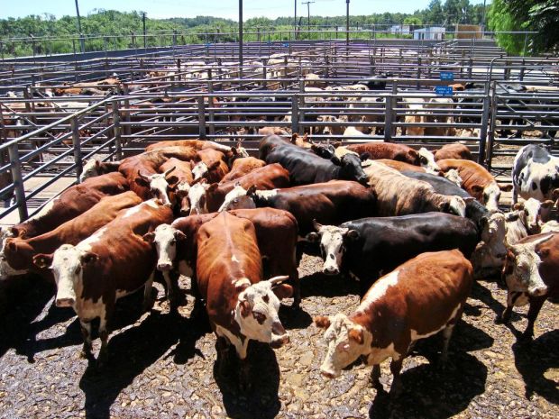 Im südamerikanischen Uruguay treffen sich vom 7. bis 9. November Fleischexperten aus der ganzen Welt zum 21. Welt Fleisch Kongress in Punta del Este. Im südamerikanischen Uruguay treffen sich vom 7. bis 9. November Fleischexperten aus der ganzen Welt zum 21. Welt Fleisch Kongress in Punta del Este.