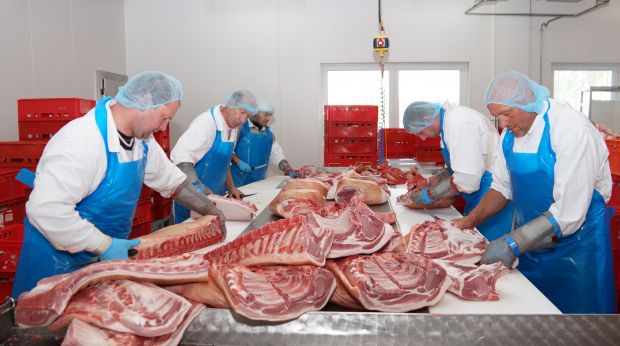 Etwa 500 bis 600 Duroc-Schweine werden pro Woche zerlegt und zu etwa 120 verschiedenen Fleischwaren verarbeitet. Etwa 500 bis 600 Duroc-Schweine werden pro Woche zerlegt und zu etwa 120 verschiedenen Fleischwaren verarbeitet.