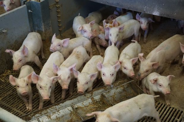 In Dänemark ist das Kastieren von Ferkeln unter Lokalanästhesie seit Anfang des Jahres erlaubt. In Dänemark ist das Kastieren von Ferkeln unter Lokalanästhesie seit Anfang des Jahres erlaubt.