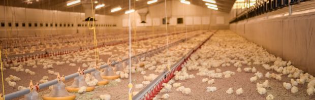 Neu eingestallte Küken im Maststall. Neu eingestallte Küken im Maststall.
