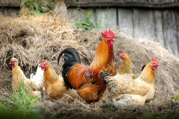 Hühnerfamilie auf Stroh. Hühnerfamilie auf Stroh.