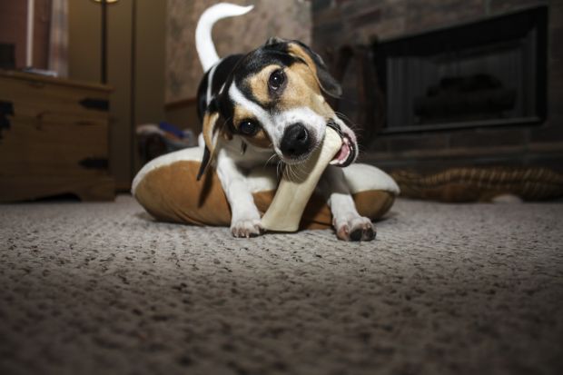 Snacks für Hunde und Katzen - eine lukrative Ergänzung im Schlachtkonzern der Tönnies-Familie. Snacks für Hunde und Katzen - eine lukrative Ergänzung im Schlachtkonzern der Tönnies-Familie.