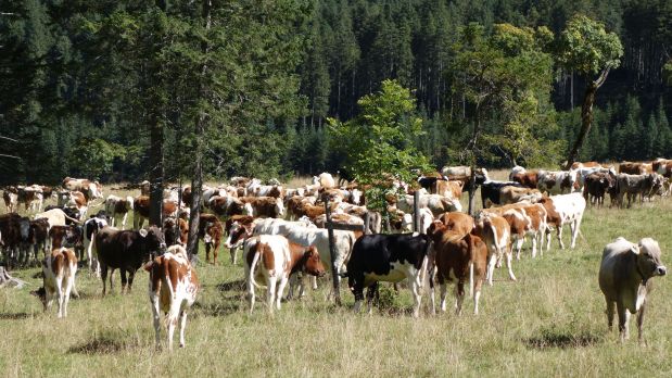 Risiko eines Ausbruchs der Bovinen Spongiformen Enzephalopathie (BSE) in Polen künftig vernachlässigbar. Risiko eines Ausbruchs der Bovinen Spongiformen Enzephalopathie (BSE) in Polen künftig vernachlässigbar.