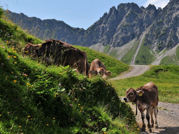 Rinder in den österreichischen Alpen. Rinder in den österreichischen Alpen.
