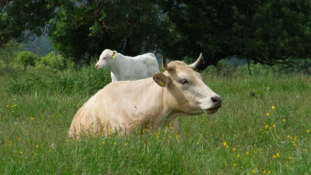 Weidende Charolais auf dem Hofgut Rehbachtal in Mittelhessen. Weidende Charolais auf dem Hofgut Rehbachtal in Mittelhessen.
