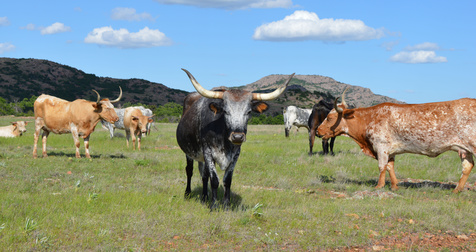 Texas Longhorn Cattle Texas Longhorn Cattle