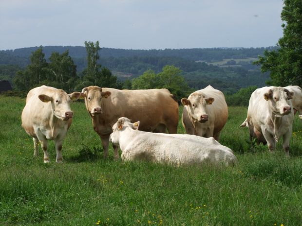Rinderherde: Trächtige Kühe auf der Weide. Rinderherde: Trächtige Kühe auf der Weide.