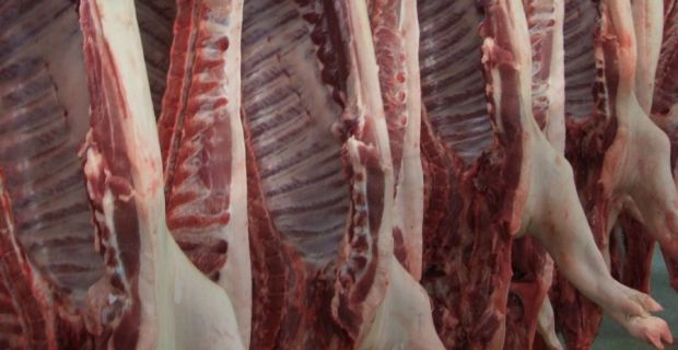 Der Eichsfelder Schlachthof ist spezialisiert auf den Hälftenversand. Nach der Schlachtung wird das Fleisch schnellstmöglich verarbeitet, um so warm wie möglich ausgeliefert zu werden. So können die Kunden Ahle, Kieker und Stracke schlachtwarm herstellen. Der Eichsfelder Schlachthof ist spezialisiert auf den Hälftenversand. Nach der Schlachtung wird das Fleisch schnellstmöglich verarbeitet, um so warm wie möglich ausgeliefert zu werden. So können die Kunden Ahle, Kieker und Stracke schlachtwarm herstellen.