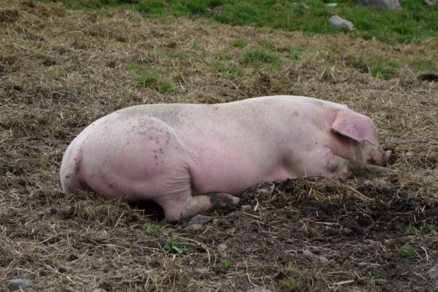 Dieses Schwein hat Auslauf und wird mit Biofutter gemästet. Dieses Schwein hat Auslauf und wird mit Biofutter gemästet.