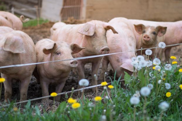 Die Schweinehalter in der Europäischen Union stocken ihre Herden auf. Die Schweinehalter in der Europäischen Union stocken ihre Herden auf.