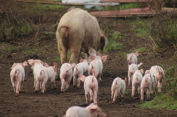 Die Ferkel folgen ihrer Muttersau. Die Ferkel folgen ihrer Muttersau.