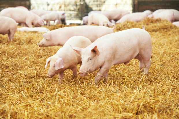 Die Haltungskennzeichnung von Fleisch wird kommen ist sich Autor Fritz Gempel sicher. Die Haltungskennzeichnung von Fleisch wird kommen ist sich Autor Fritz Gempel sicher.