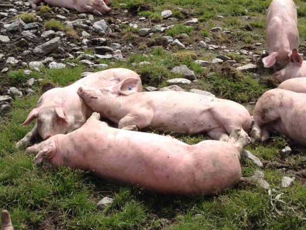 Natur pur: Schweine auf der Upialm in Südtirol. Natur pur: Schweine auf der Upialm in Südtirol.