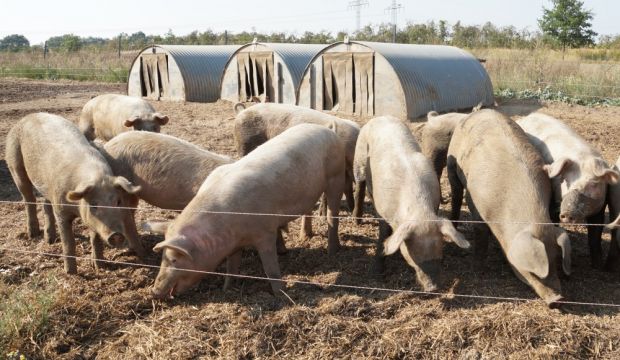 Diese Schweine werden nach neun bis zwölf Monaten geschlachtet. Diese Schweine werden nach neun bis zwölf Monaten geschlachtet.
