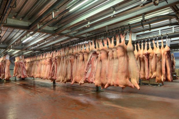 Schweinehälften im Kühlraum. Schweinehälften im Kühlraum.