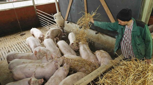 Beim Offenstall bekommen die Schweine frische Luft, ungefähr doppelt so viel Platz als gesetzlich vorgeschrieben, natürliches Tageslicht sowie tiergerechte Funktionsbereiche zum Liegen, Fressen, Bewegen, Koten und Harnen. Beim Offenstall bekommen die Schweine frische Luft, ungefähr doppelt so viel Platz als gesetzlich vorgeschrieben, natürliches Tageslicht sowie tiergerechte Funktionsbereiche zum Liegen, Fressen, Bewegen, Koten und Harnen.