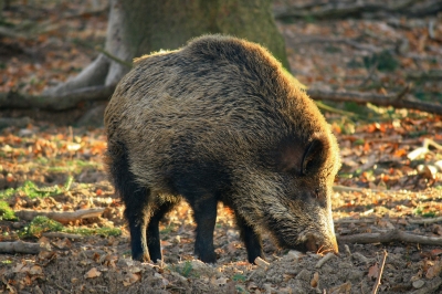 Wildschwein Wildschwein