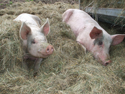 Schweine im Stroh Schweine im Stroh