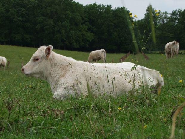 Charolais auf der Weide. Charolais auf der Weide.
