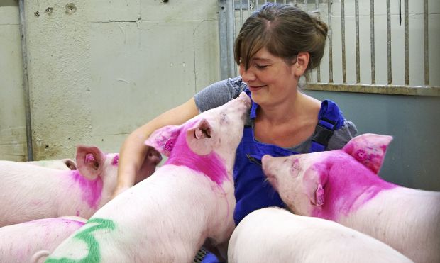Die Experimentalanlage Schwein verfügt über rund 750 Tierplätze in einem geschlossenen System. Es unterteilt sich in die Ferkelerzeugung und die Versuchstierhaltung. Die Experimentalanlage Schwein verfügt über rund 750 Tierplätze in einem geschlossenen System. Es unterteilt sich in die Ferkelerzeugung und die Versuchstierhaltung.