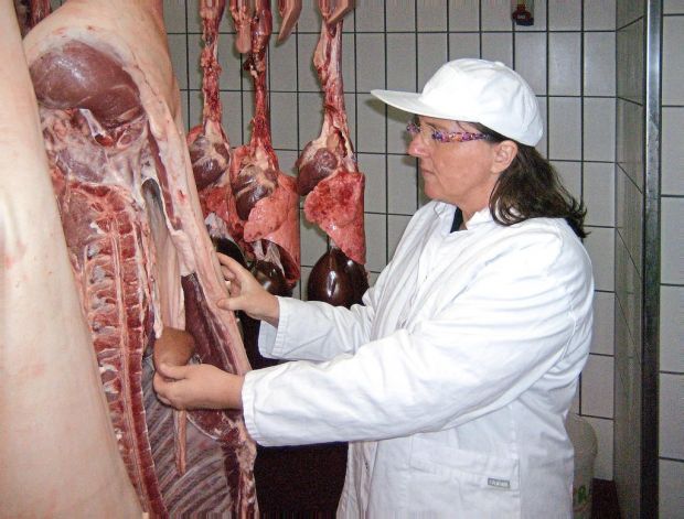 Dr. Veronika Ibrahim bei der Fleischbeschau in der Wetterau. Dr. Veronika Ibrahim bei der Fleischbeschau in der Wetterau.