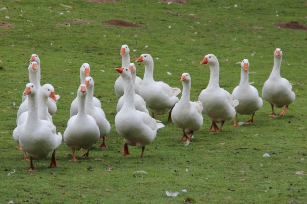 Auch diese Gänse müssen nun aufgestallt werden. Auch diese Gänse müssen nun aufgestallt werden.