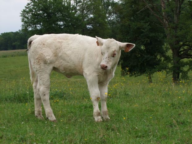 Kalbfleisch lässt sich in der Ostervorwoche gut vermarkten. Kalbfleisch lässt sich in der Ostervorwoche gut vermarkten.