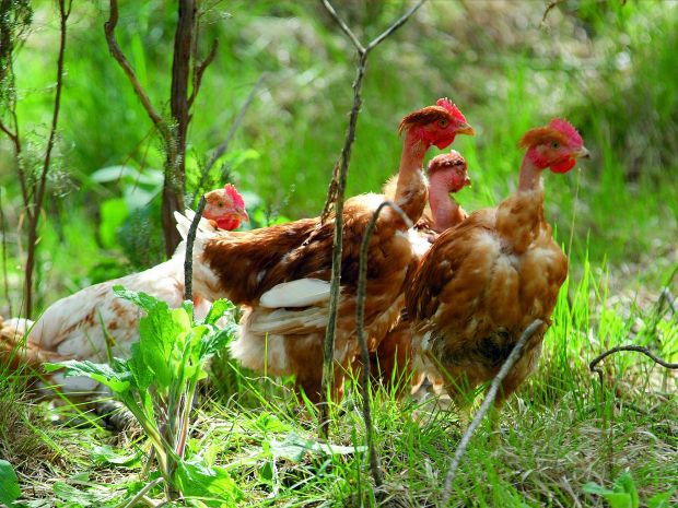 Maishähnchen in Wiesenhaltung. Maishähnchen in Wiesenhaltung.