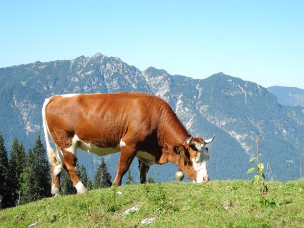 Rind auf der Kreuzalm oberhalb von Garmisch-Partenkirchen Rind auf der Kreuzalm oberhalb von Garmisch-Partenkirchen