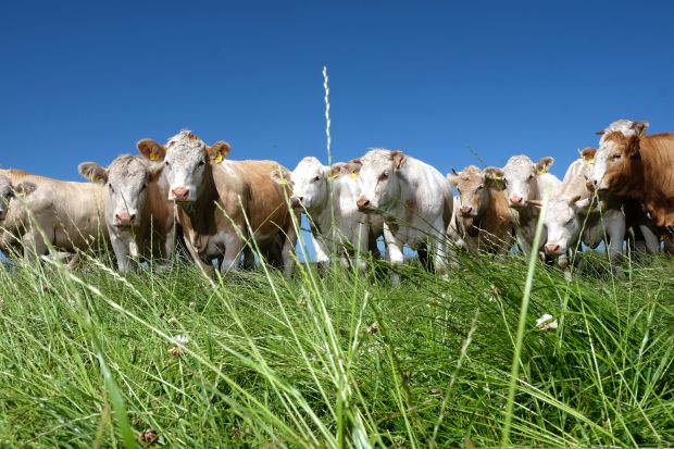 Uckermärker - benannt nach der gleichnamigen Landschaft in Brandenburg - sind eine in Mecklenburg-Vorpommern verbreitete Rinderrasse. Uckermärker - benannt nach der gleichnamigen Landschaft in Brandenburg - sind eine in Mecklenburg-Vorpommern verbreitete Rinderrasse.