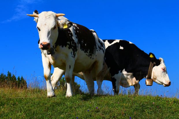 Landwirtschaft ist mehr als bäuerliche Idylle. Landwirtschaft ist mehr als bäuerliche Idylle.