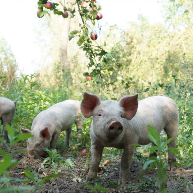 Freiland-Schweinehaltung in der Apfelplantage. Freiland-Schweinehaltung in der Apfelplantage.