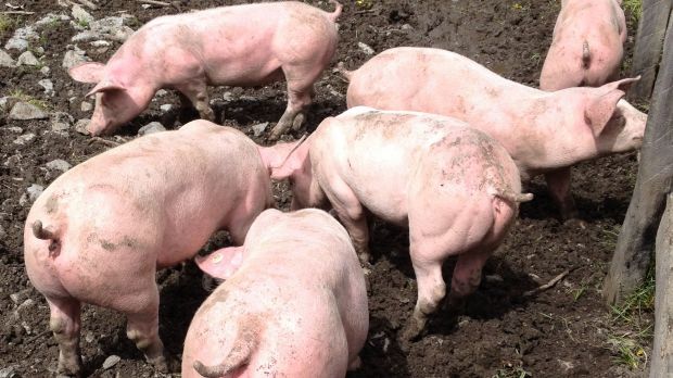 Schweine in Freilandhaltung. Schweine in Freilandhaltung.