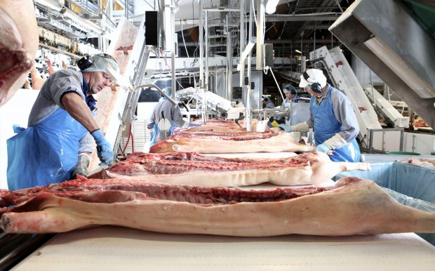 Zerlegung der Schweinehälften bei Danish Crown. Zerlegung der Schweinehälften bei Danish Crown.