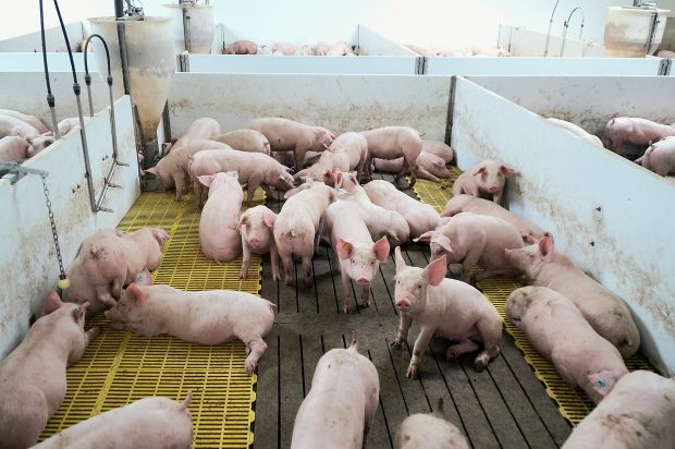 Mit einem Gewicht von etwa 12kg werden die Ferkel nach Gerbisbach geliefert und bleiben nach ihrer Ankunft rund vier Wochen im separaten Stall. Mit einem Gewicht von etwa 12kg werden die Ferkel nach Gerbisbach geliefert und bleiben nach ihrer Ankunft rund vier Wochen im separaten Stall.