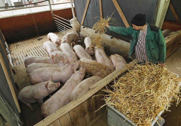 Beim Offenstall bekommen die Schweine frische Luft, ungefähr doppelt so viel Platz als gesetzlich vorgeschrieben, natürliches Tageslicht sowie tiergerechte Funktionsbereiche zum Liegen, Fressen, Bewegen, Koten und Harnen. Beim Offenstall bekommen die Schweine frische Luft, ungefähr doppelt so viel Platz als gesetzlich vorgeschrieben, natürliches Tageslicht sowie tiergerechte Funktionsbereiche zum Liegen, Fressen, Bewegen, Koten und Harnen.