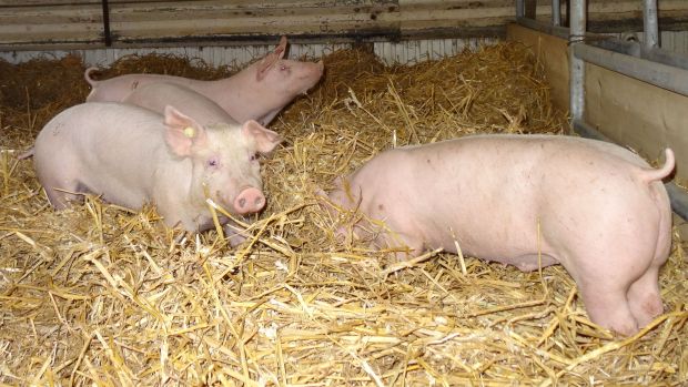 Schweine auf Stroh Schweine auf Stroh