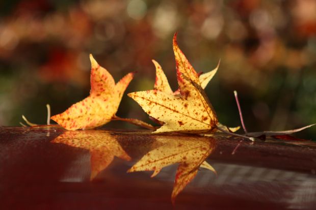 Die Herbstferien schmälern die Nachfrage an den Fleischmärkten. Die Herbstferien schmälern die Nachfrage an den Fleischmärkten.