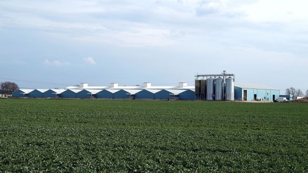 In dieser Tierhaltung finden 20.000 Mastschweine und 5.000 Ferkel Platz. In dieser Tierhaltung finden 20.000 Mastschweine und 5.000 Ferkel Platz.