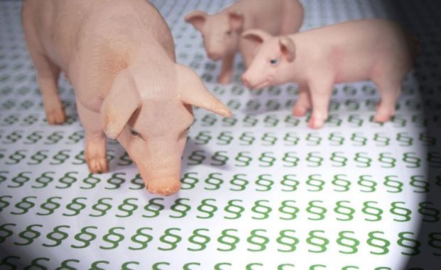 Das Thema Tierschutz und Justiz wurde in Diskussionen mit Staatsanwälten und Veterinären beleuchtet Das Thema Tierschutz und Justiz wurde in Diskussionen mit Staatsanwälten und Veterinären beleuchtet
